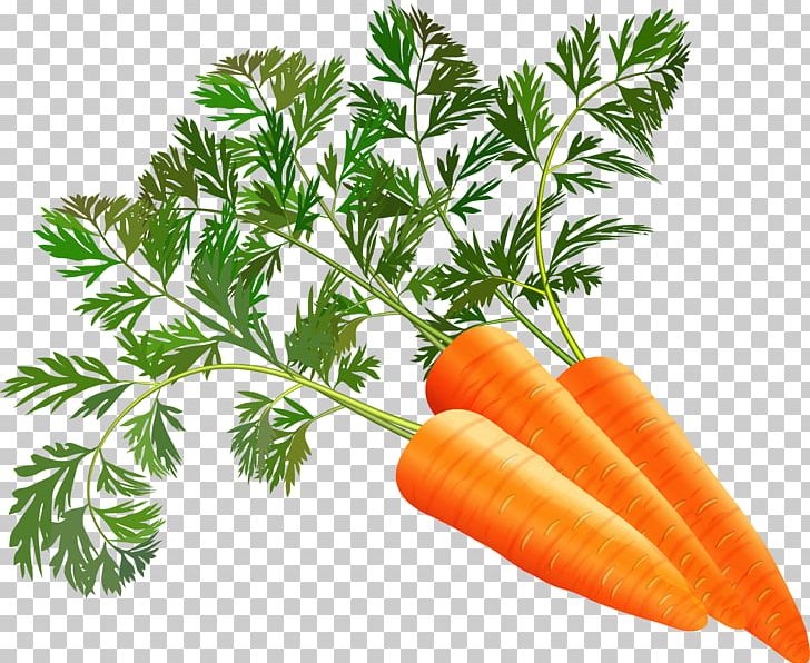 Juice Carrot Leaf Vegetable PNG, Clipart, Carrot, Carrot Juice, Common Beet, Food, Food Energy Free PNG Download