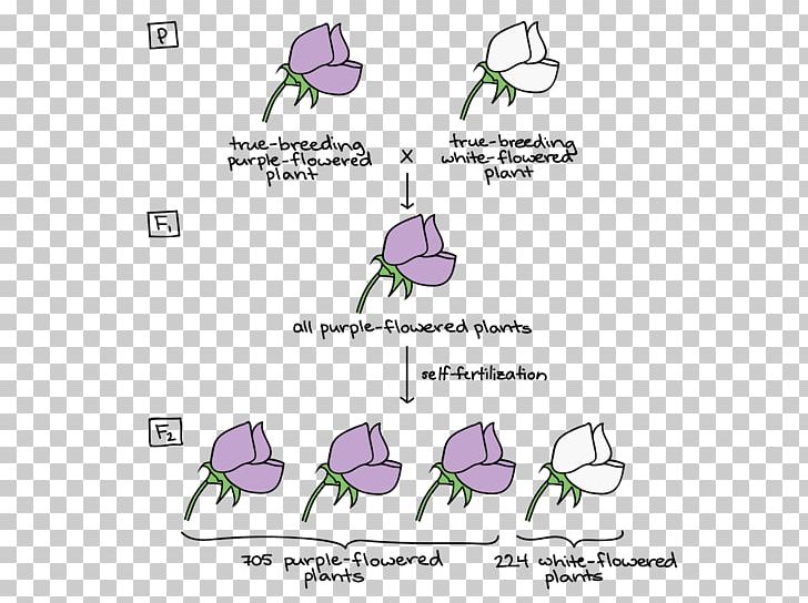 Mendelian Inheritance Biology Genetics Video Lesson PNG, Clipart, Angle, Area, Aula, Biology, Brand Free PNG Download