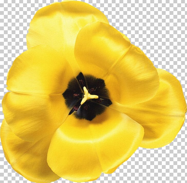 Tulip Flower Wattpad PNG, Clipart, Blume, Courtship, Cut Flowers, Flower, Flowering Plant Free PNG Download