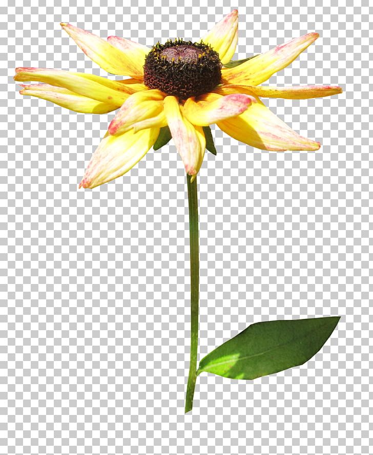 Common Sunflower RAR PNG, Clipart, Background, Chrysanthemum, Chrysanthemum Chrysanthemum, Chrysanthemums, Daisy Family Free PNG Download