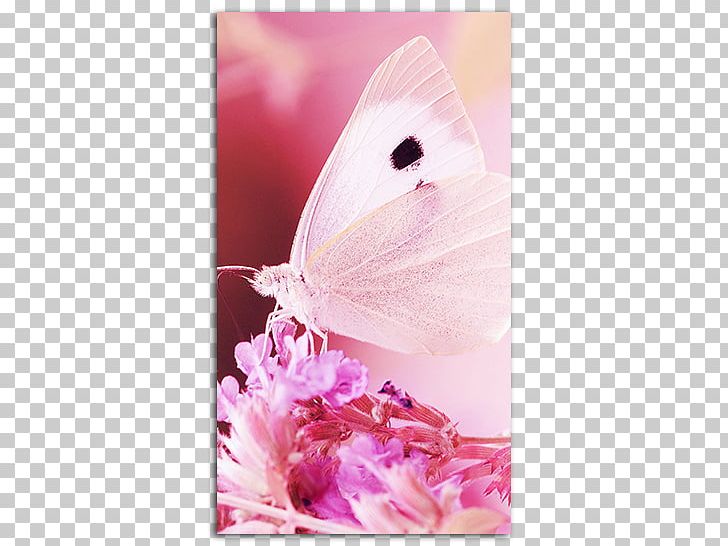 Desktop Apple IPhone 7 Plus Butterfly IPhone 6 PNG, Clipart, 1080p, Apple, Apple Iphone 7 Plus, Blue, Butterflies And Moths Free PNG Download