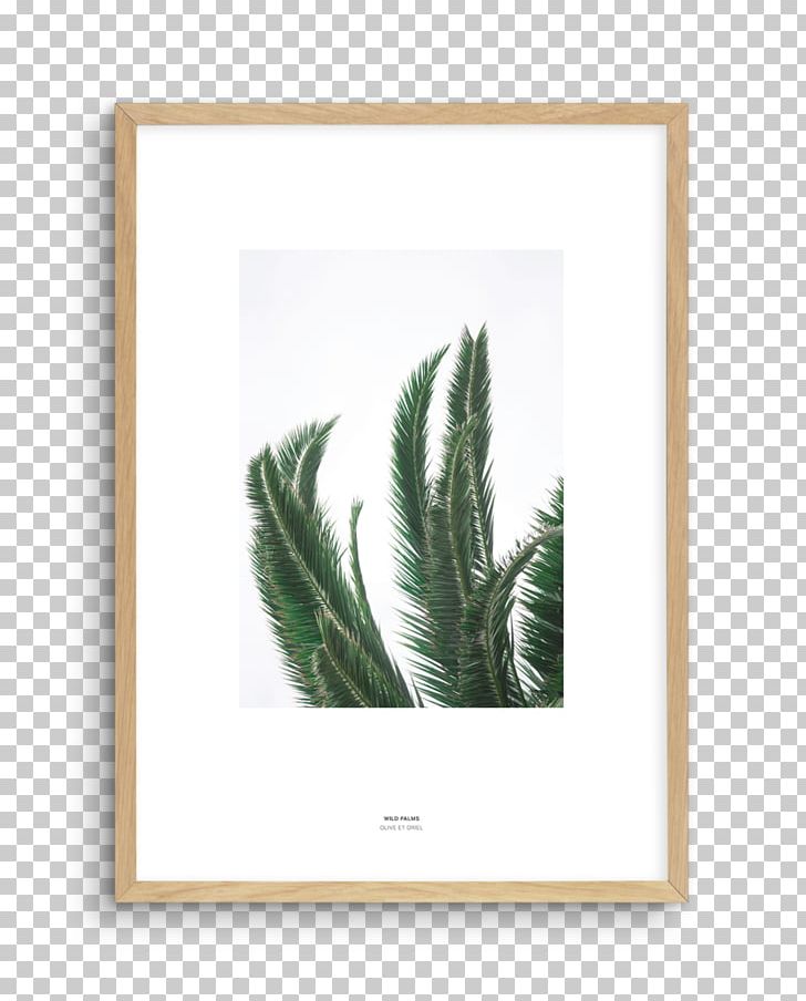 Frames Fine-art Photography Fine-art Photography PNG, Clipart, Art, Beach, Coast, Com, Feather Free PNG Download