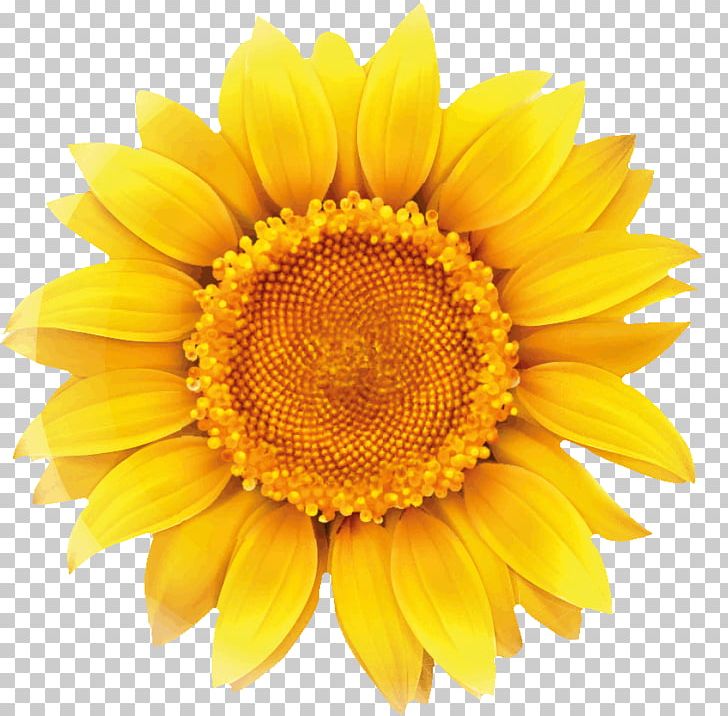 Common Sunflower Graphics Sunflower Seed PNG, Clipart, Chicory, Common Sunflower, Daisy Family, Download, Flower Free PNG Download
