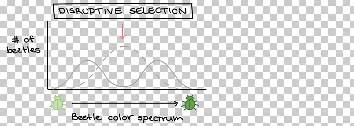 Directional Selection Natural Selection Diagram Stabilizing Selection Normal Distribution PNG, Clipart, Angle, Chart, Circle, Diagram, Evolution Free PNG Download