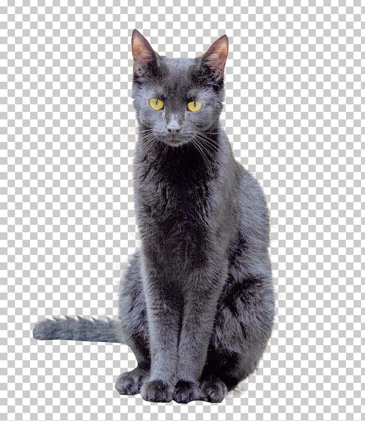 Korat European Shorthair Russian Blue Bombay Cat Chartreux PNG, Clipart, Asian, Background, Black Cat, Bombay, Bombay Cat Free PNG Download