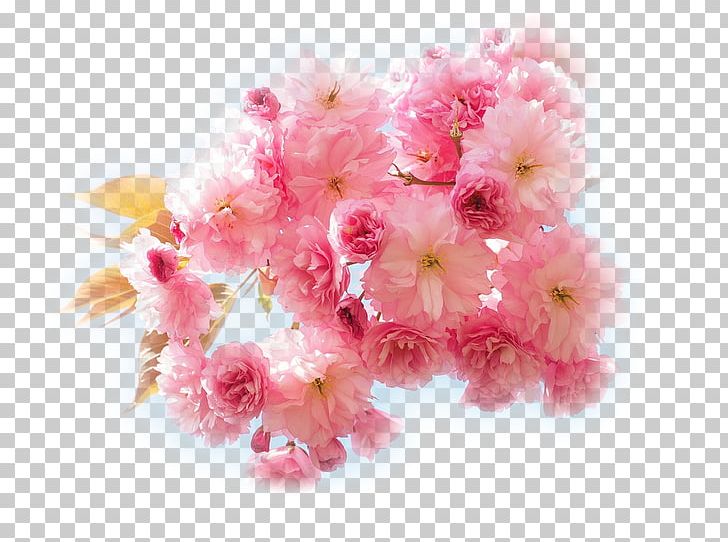 National Cherry Blossom Festival Yoshino Cherry East Asian Cherry PNG, Clipart, Blossom, Blue Marble, Bonita, Cherry, Cherry Blossom Free PNG Download