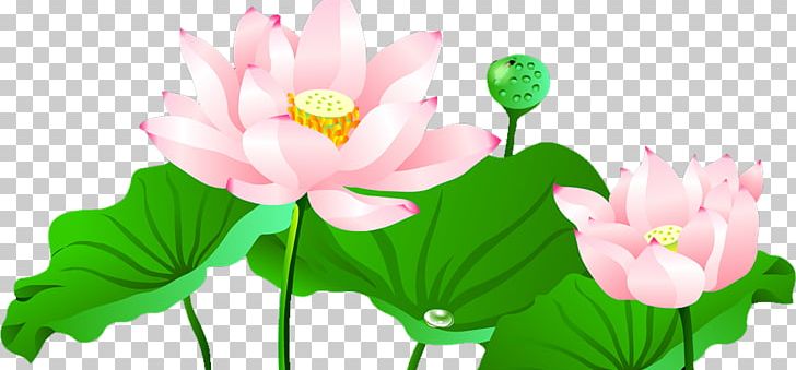 Nelumbo Nucifera Lotus Pond Computer Icons PNG, Clipart, Annual Plant, Aquatic Plant, Computer Wallpaper, Decoration, Desktop Wallpaper Free PNG Download