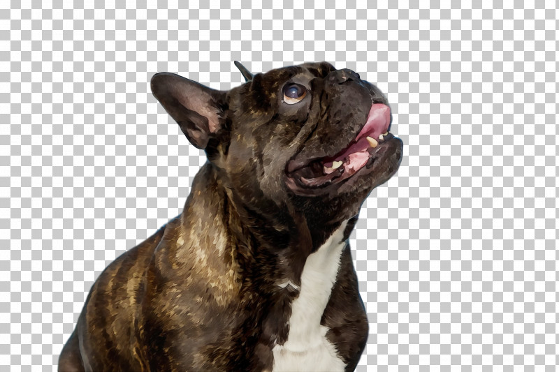 French Bulldog PNG, Clipart, Breed, Bulldog, Dog, Dog Collar, French Bulldog Free PNG Download