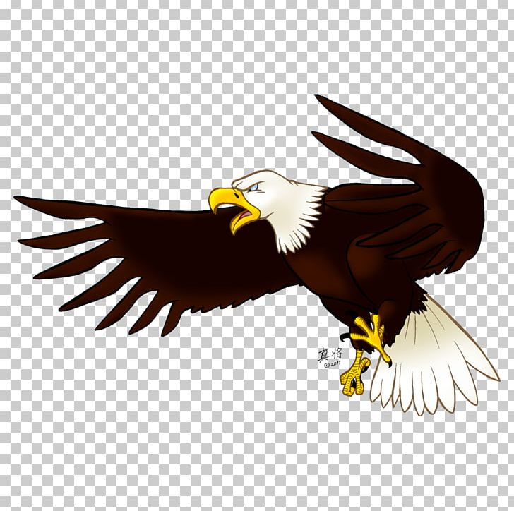 Bald Eagle Bird PNG, Clipart, Accipitriformes, Animals, Animation, Bald Eagle, Beak Free PNG Download