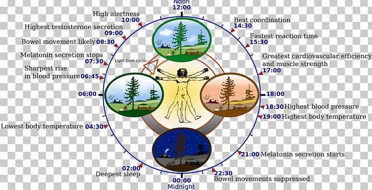 Circadian Rhythm Circadian Clock Biology Physiology Melatonin PNG, Clipart, Area, Biological Process, Biologist, Biology, Chronobiology Free PNG Download