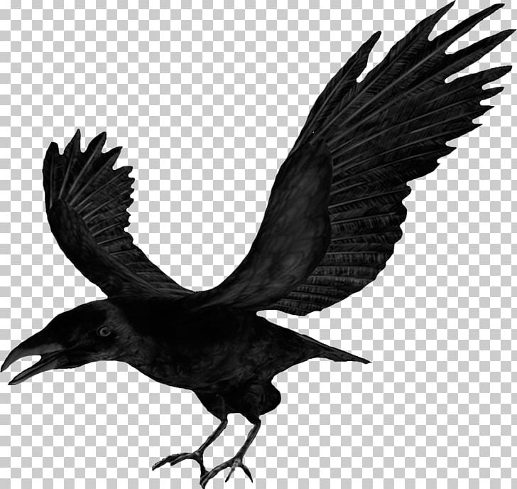 Common Raven Crow PNG, Clipart, American Crow, Beak, Bird, Bird Of Prey, Black And White Free PNG Download