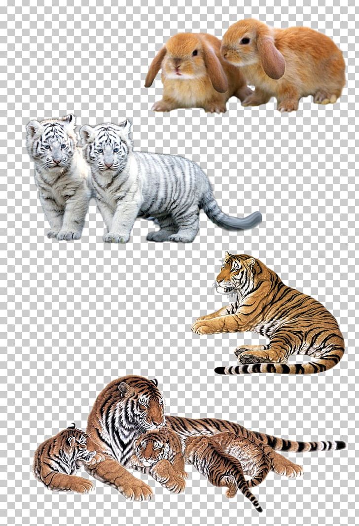 Felidae Siberian Tiger Leopard Bengal Tiger White Tiger PNG, Clipart, Animal, Animals, Art, Big Cats, Carnivoran Free PNG Download