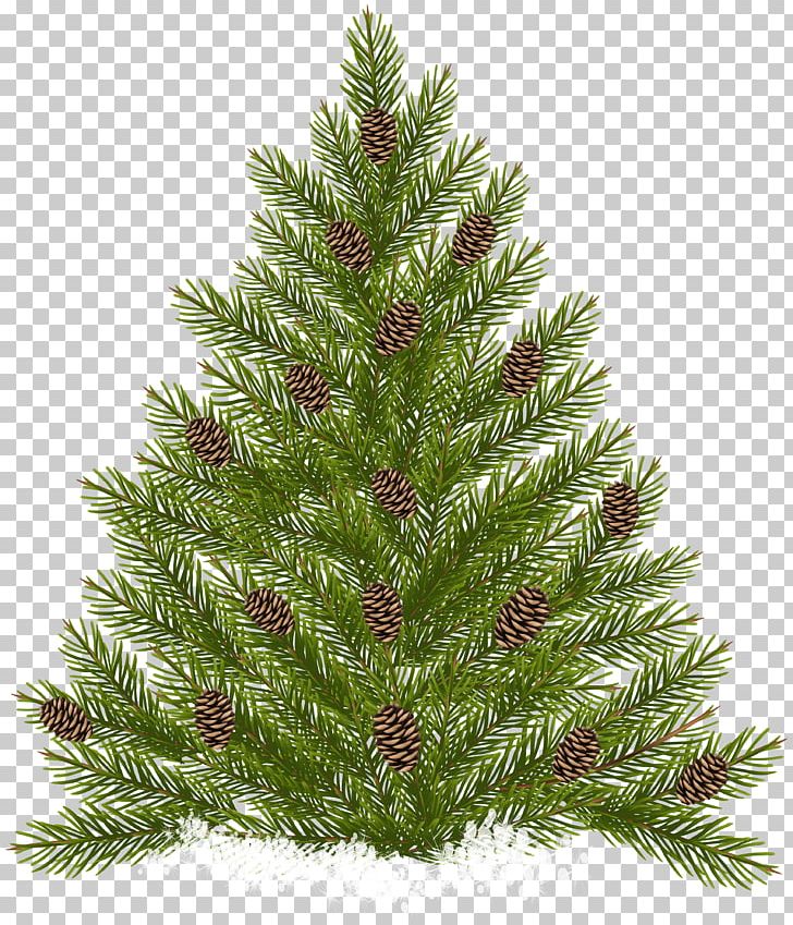 Pine Tree Conifer Cone Pinus Echinata PNG, Clipart, Christmas, Christmas Decoration, Christmas Ornament, Christmas Tree, Conifer Free PNG Download