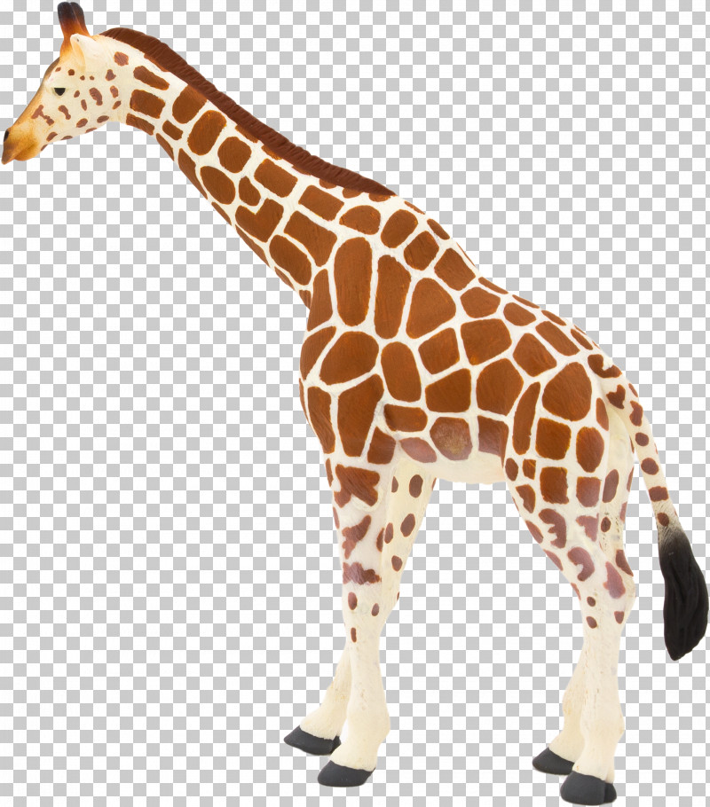 Giraffe Giraffidae Animal Figure Wildlife Snout PNG, Clipart, Animal Figure, Giraffe, Giraffidae, Neck, Snout Free PNG Download
