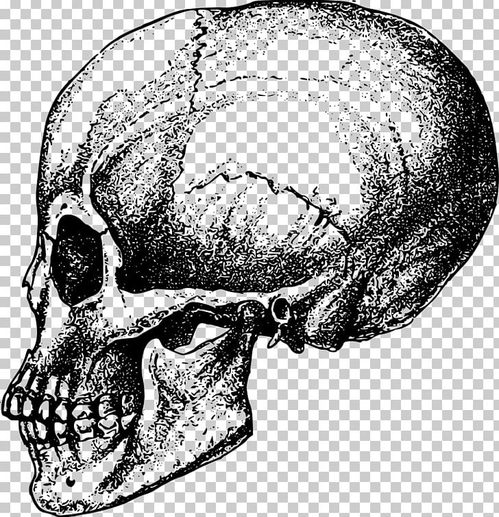 Human Skull Bone Skeleton Anatomy PNG, Clipart, Anatomy, Black And White, Bone, Drawing, Facial Skeleton Free PNG Download