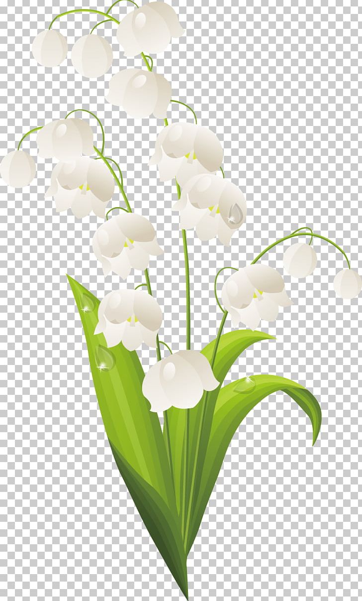 Lilium Lily Of The Valley Drawing PNG, Clipart,  Free PNG Download