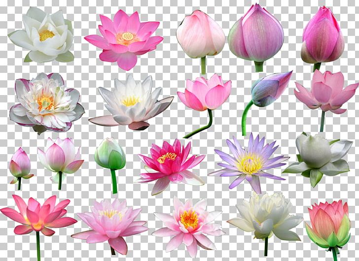 Nelumbo Nucifera Flower PNG, Clipart, Annual Plant, Aquatic Plant, Artificial Flower, Bud, Chinese Free PNG Download