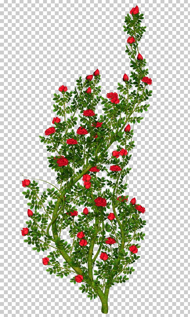 Floral Ornament Rose PNG, Clipart, Aquifoliaceae, Aquifoliales, Branch, Bushes, Christmas Decoration Free PNG Download