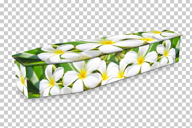 Expression Coffins Flower Funeral Frangipani PNG, Clipart, Coffin, Common Sunflower, Expression Coffins, Flower, Frangipani Free PNG Download