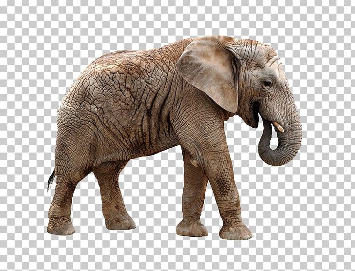 Giraffe African Elephant Rhinoceros Lion Okapi PNG, Clipart, Animal, Animals, Asian Elephant, Baby Elephant, Docile Free PNG Download