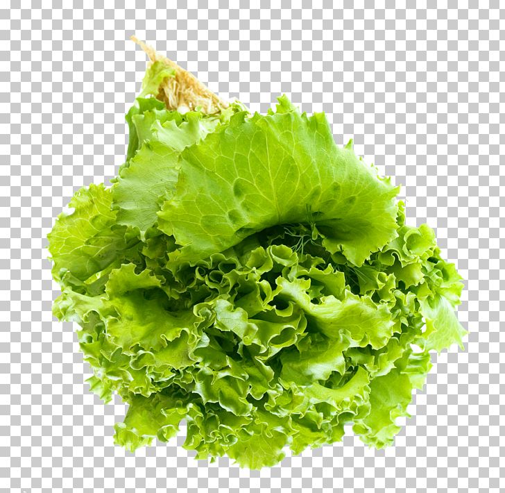 Vegetable Lettuce PNG, Clipart, Caesar Salad, Clip Art, Display Resolution, Download, Endive Free PNG Download