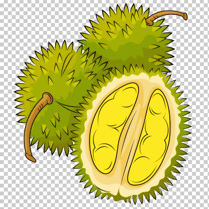 Plant Durian Tree Fruit Biology PNG, Clipart, Biology, Durian, Fruit, Plant, Science Free PNG Download