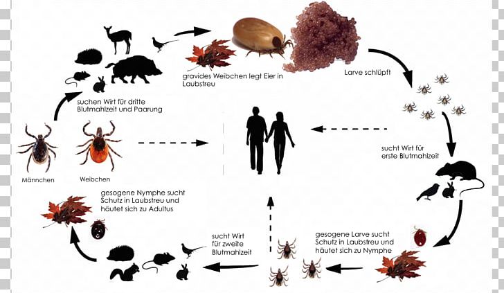 Ixodes Ricinus Deer Tick Borelioză PNG, Clipart, Art, Biological Life Cycle, Brand, Deer Tick, Graphic Design Free PNG Download