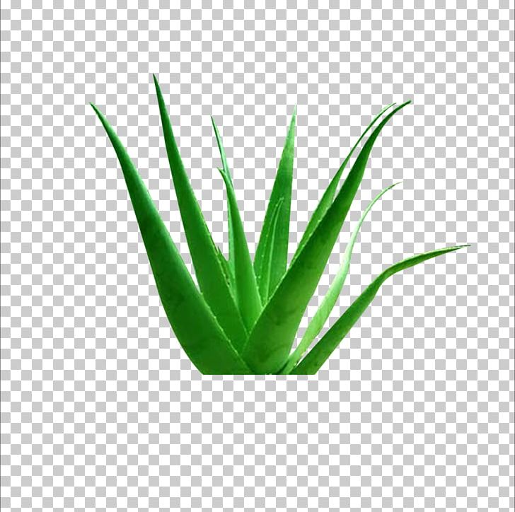 Aloe Vera Euclidean Plant Icon PNG, Clipart, Aloe, Aloe Plant, Aloe Vera, Aloe Vera Crush, Aloe Vera Gel Free PNG Download