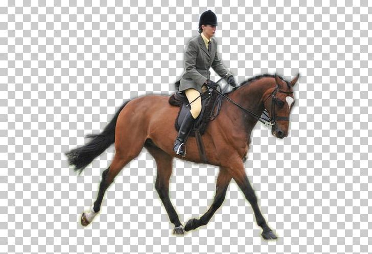 American Quarter Horse Equestrian Bridle Appaloosa Rein PNG, Clipart, Animal, Animal Sports, Animal Training, Dressage, Equestrianism Free PNG Download