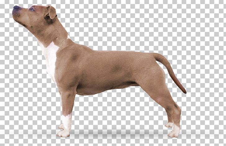 American Staffordshire Terrier American Pit Bull Terrier Bull And Terrier Old English Terrier Dog Breed PNG, Clipart, American Pit Bull Terrier, American Staffordshire, American Staffordshire Terrier, Breed, Bul Free PNG Download