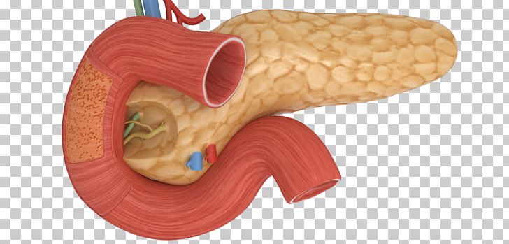 Pancreas Human Body Acute Pancreatitis Gallbladder PNG, Clipart, Animal Figure, Baby Toys, Duodenum, Gastrointestinal Tract, Homo Sapiens Free PNG Download