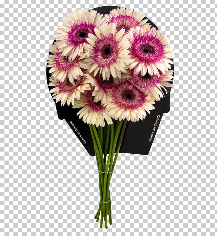Transvaal Daisy Floral Design Cut Flowers Flower Bouquet PNG, Clipart, Bayview, Chrysanthemum, Chrysanths, Daisy Family, Finishing Touch Free PNG Download