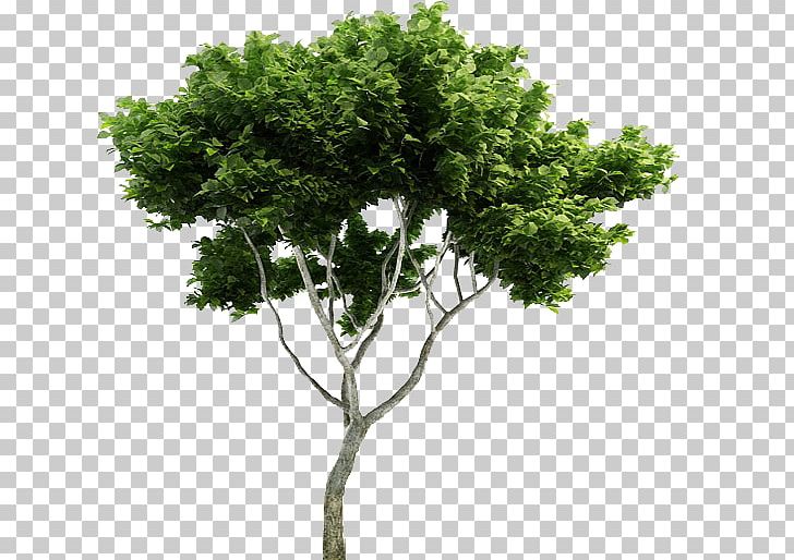Tree Branch Plant Evergreen PNG, Clipart, 3 D, Branch, Common Ivy, Evergreen, Green Free PNG Download