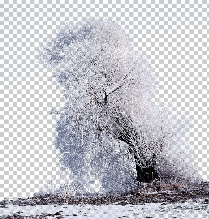 Winter Flickr Tourism PNG, Clipart, Black And White, Branch, Branches, Christmas Decoration, Computer Wallpaper Free PNG Download