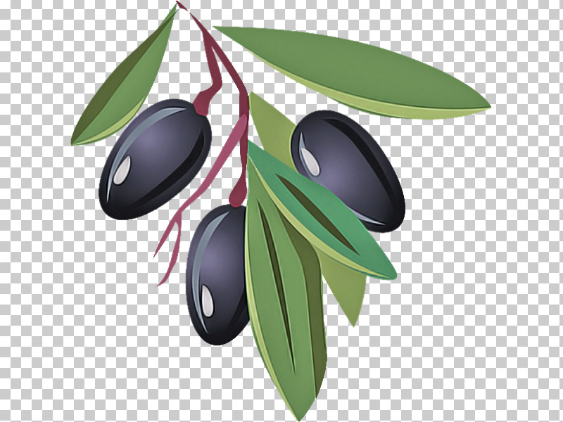 Olive Leaf Tree Plant Fruit PNG, Clipart, Flower, Fruit, Leaf, Olive, Plant Free PNG Download