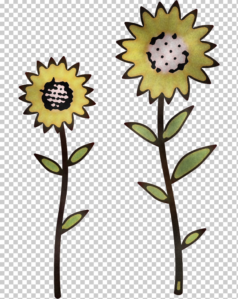 Sunflower Summer Flower PNG, Clipart, Biology, Common Sunflower, Cut Flowers, Flower, Herbaceous Plant Free PNG Download