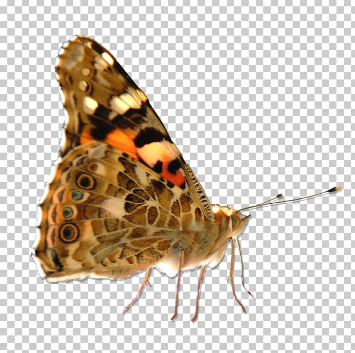 Butterfly Moth Small Tortoiseshell Speckled Wood Insect PNG, Clipart, Arthropod, Black, Brown, Brush Footed Butterfly, Butterflies And Moths Free PNG Download