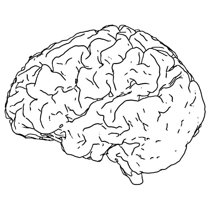 Human Brain Line Art Drawing Black And White PNG, Clipart, Area, Art, Art Museum, Black And White, Brain Free PNG Download