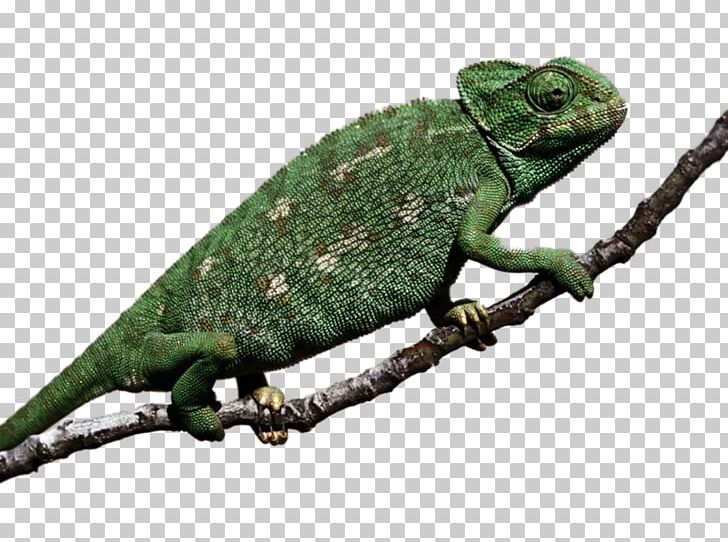 Chameleons Exotic Pet Cat Dog PNG, Clipart, 1080p, African Chameleon, Agamidae, Alligator, Alligator Snapping Turtle Free PNG Download
