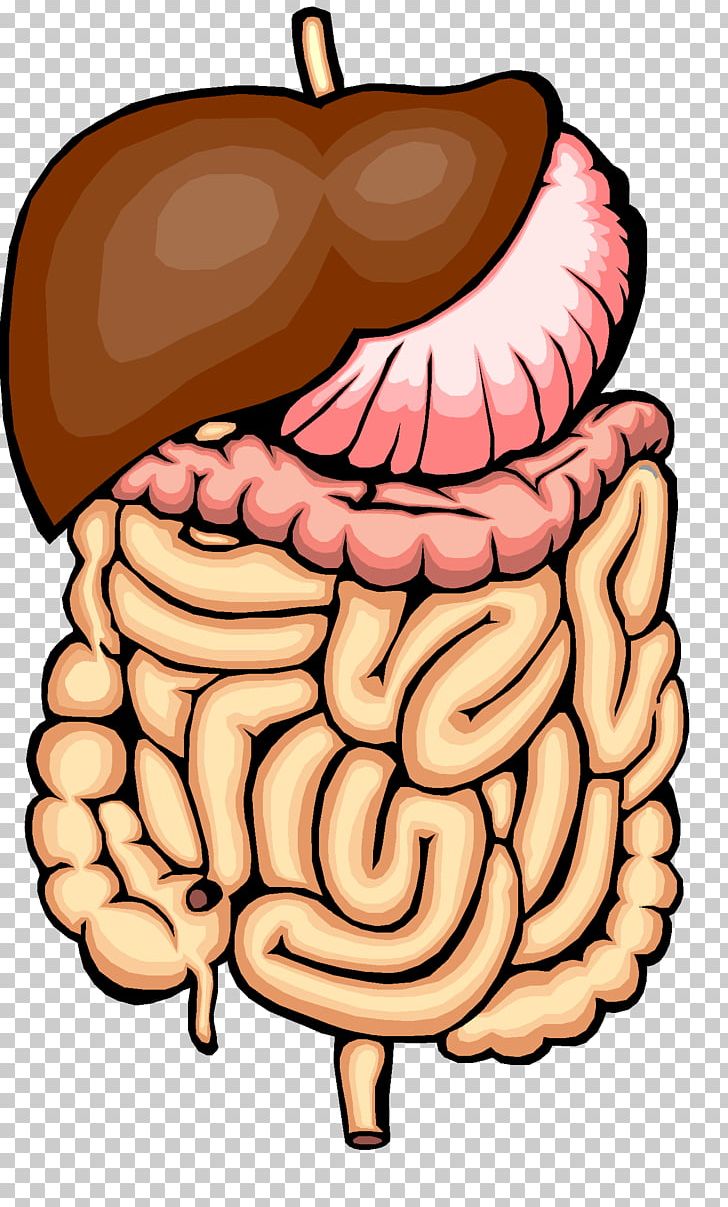 Digestion Physical Change Human Digestive System Chemical Change Gastrointestinal Tract PNG, Clipart, Brain, Chemical Property, Chemical Substance, Chewing, Digestion Free PNG Download