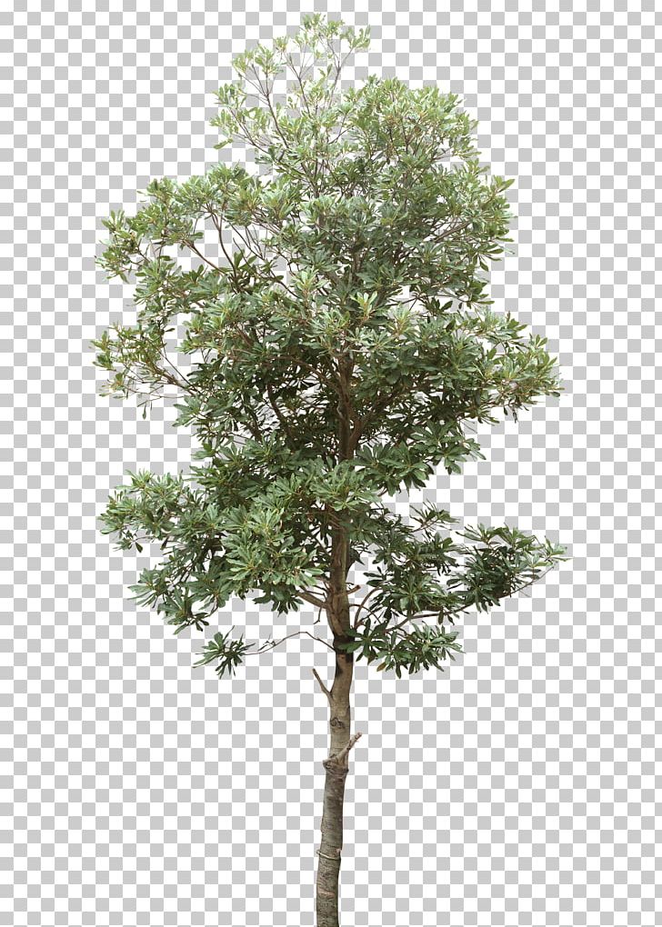 Tree Computer File PNG, Clipart, Autumn Tree, Branch, Christmas Tree, Computer Graphics, Data Free PNG Download