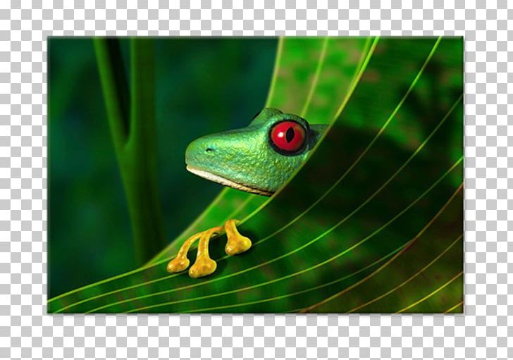 Amazon Rainforest Red-eyed Tree Frog Stock Photography PNG, Clipart, Amazon Rainforest, Amphibian, Animal, Animals, Child Free PNG Download