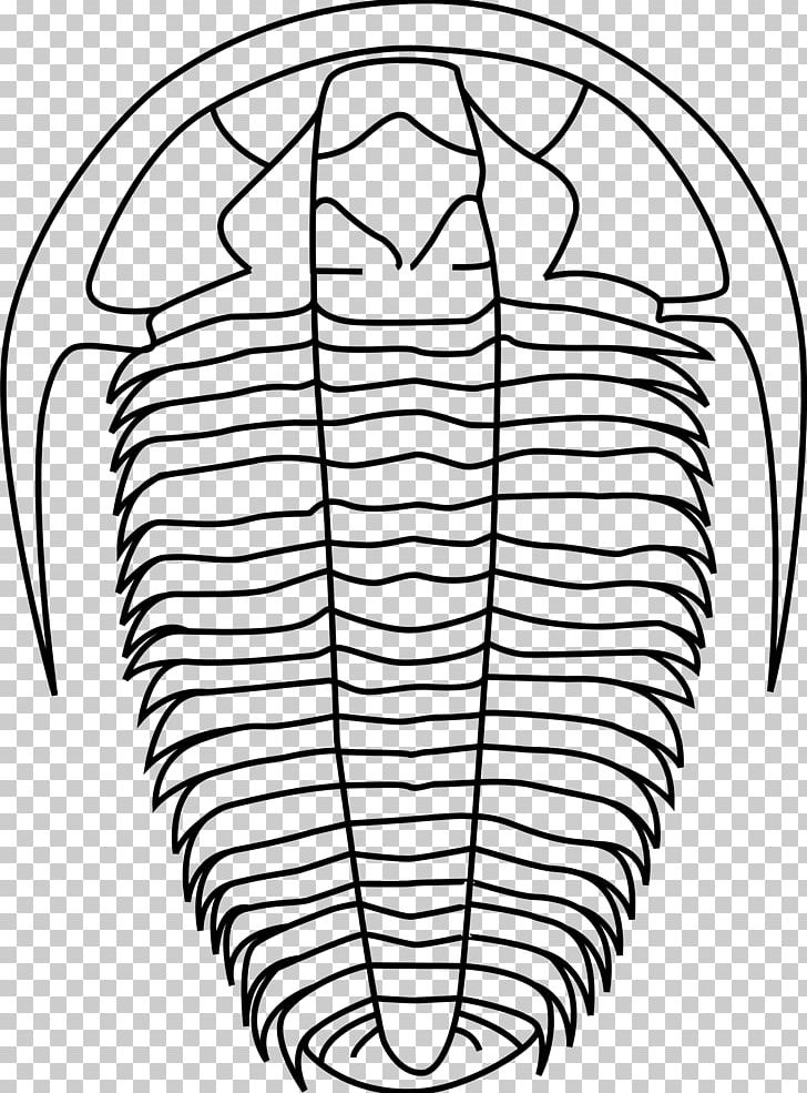 Trilobite Fossil Asaphus PNG, Clipart, Angle, Area, Asaphus Kowalewskii, Black And White, Calymene Free PNG Download