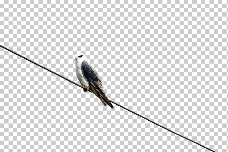 Feather PNG, Clipart, Beak, Cuckoos, Cuculiformes, Feather, Line Free PNG Download