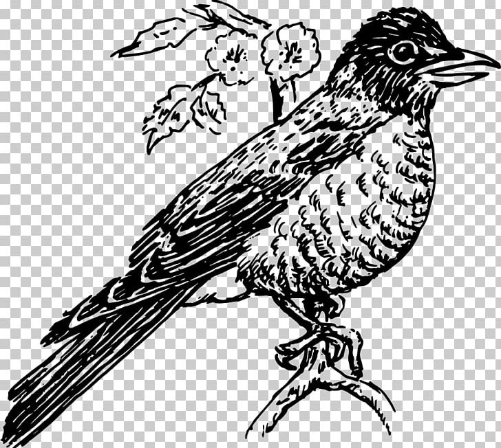 American Robin Line Art PNG, Clipart, American Robin, Art, Artwork, Beak, Bird Free PNG Download