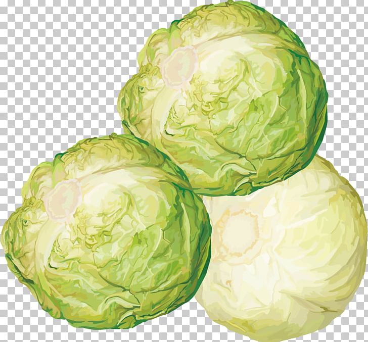 Brussels Sprout Cabbage Vegetable PNG, Clipart, Cabbage Vector, Chinese Cabbage, Collard Greens, Food, Fruit Free PNG Download