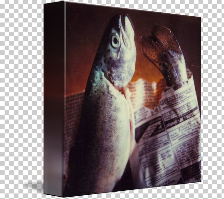 Fish PNG, Clipart, Fauna, Fish, Polaroid Sx70 Free PNG Download