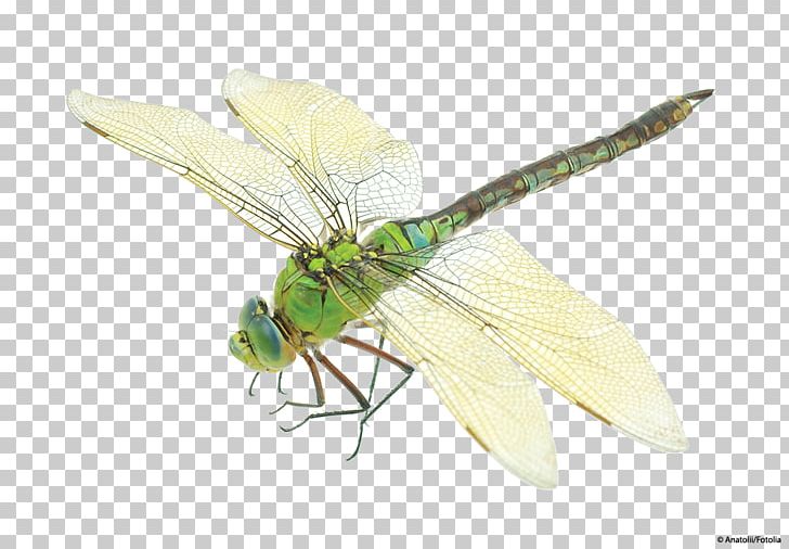 Insect Dragonfly Costume Bird PNG, Clipart, Aeshna Affinis, Arthropod, Bird, Clothing, Clothing Accessories Free PNG Download