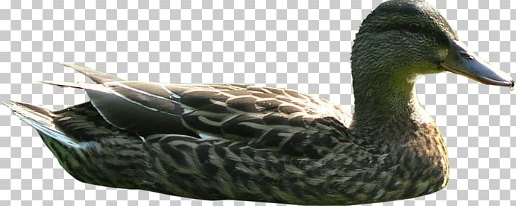 Mallard Goose Duck Texture Mapping Rhinoceros PNG, Clipart, Animals, Beak, Bird, Duck, Ducks Geese And Swans Free PNG Download