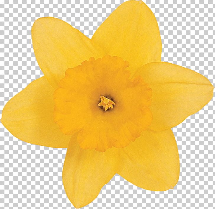 Narcissus PNG, Clipart, Amaryllis Family, Beautiful Narcissus, Flower, Flowering Plant, Narcissus Free PNG Download